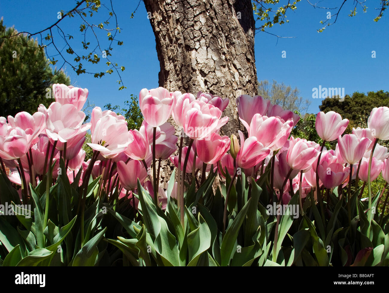 Rosa e Bianco tulipani in primavera. Foto Stock