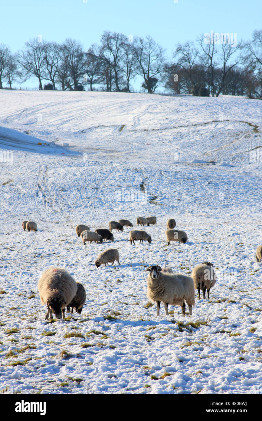 Pecore in una fattoria nel Regno Unito in inverno. Foto Stock