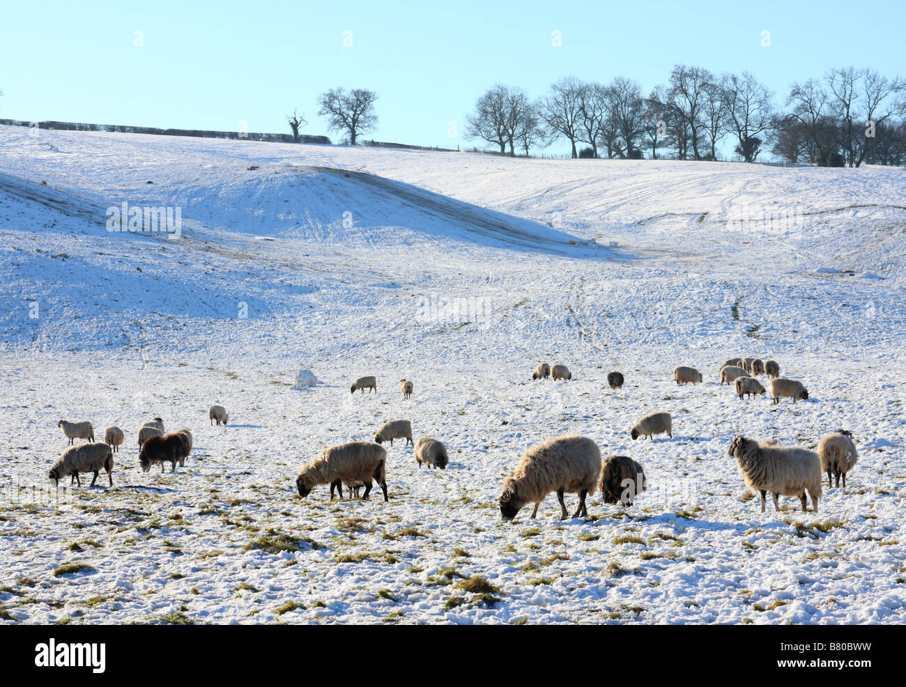 Pecore in una fattoria nel Regno Unito in inverno. Foto Stock