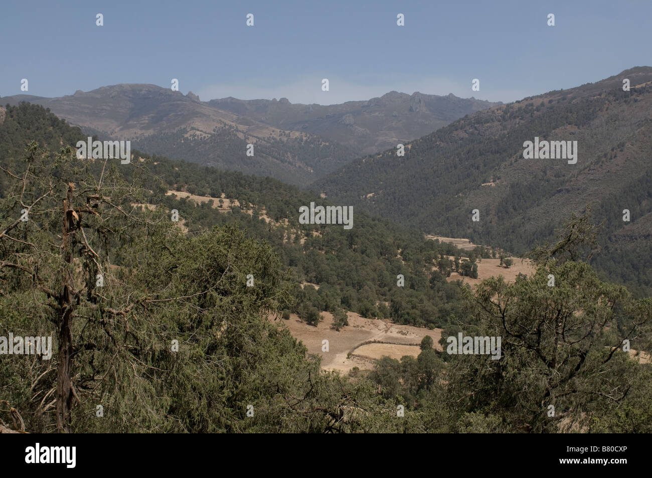 La balla montagne Etiopia Africa Foto Stock