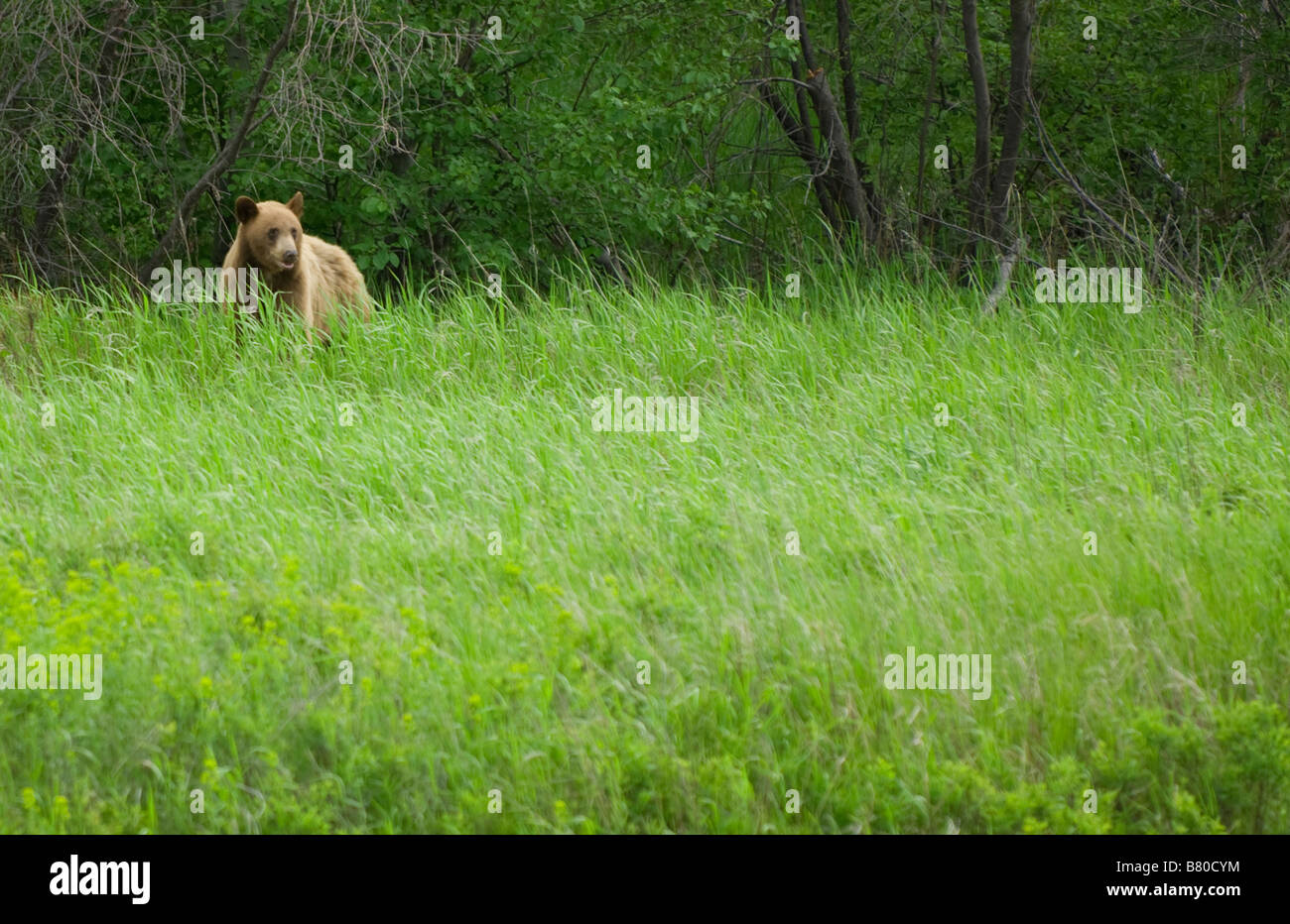 Orso grizzly guardando in giro nel suo habitat naturale Foto Stock