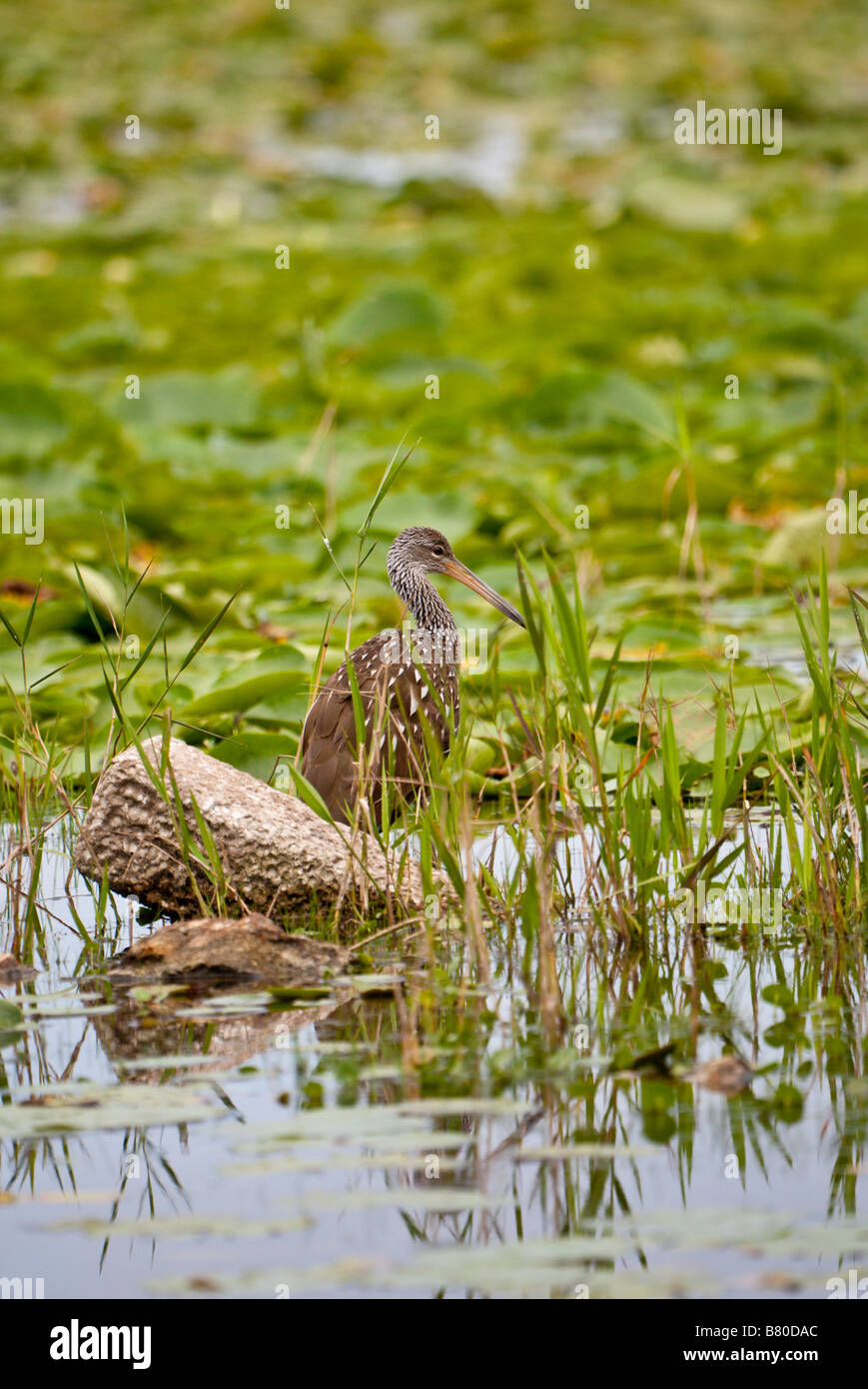 Limpkin (Aramus guarauna) uccello da guado nella zona umida di Deaton Park nella Florida centrale, Stati Uniti Foto Stock