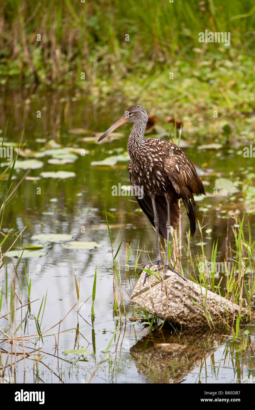 Limpkin (Aramus guarauna) uccello da guado nella zona umida di Deaton Park nella Florida centrale, Stati Uniti Foto Stock