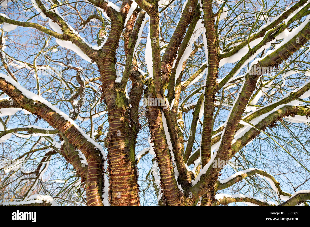 Coperta di neve rami di albero contro un cielo blu UK Foto Stock