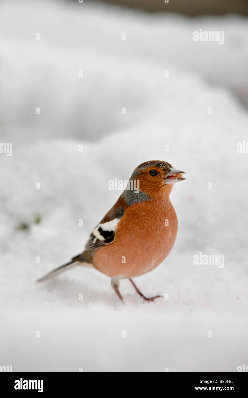 Fringuello Fringilla coelebs maschio nella neve Foto Stock