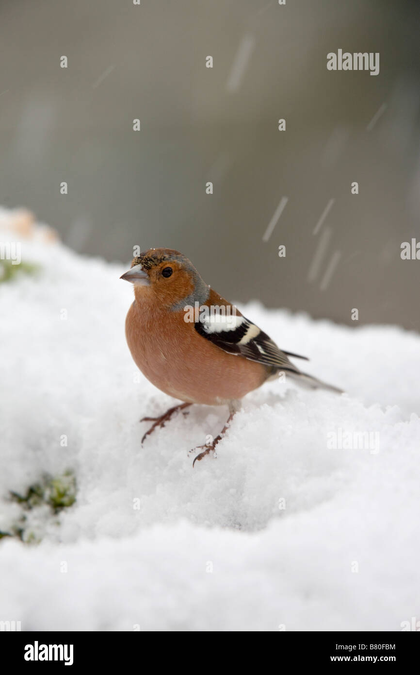 Fringuello Fringilla coelebs maschio nella neve Foto Stock
