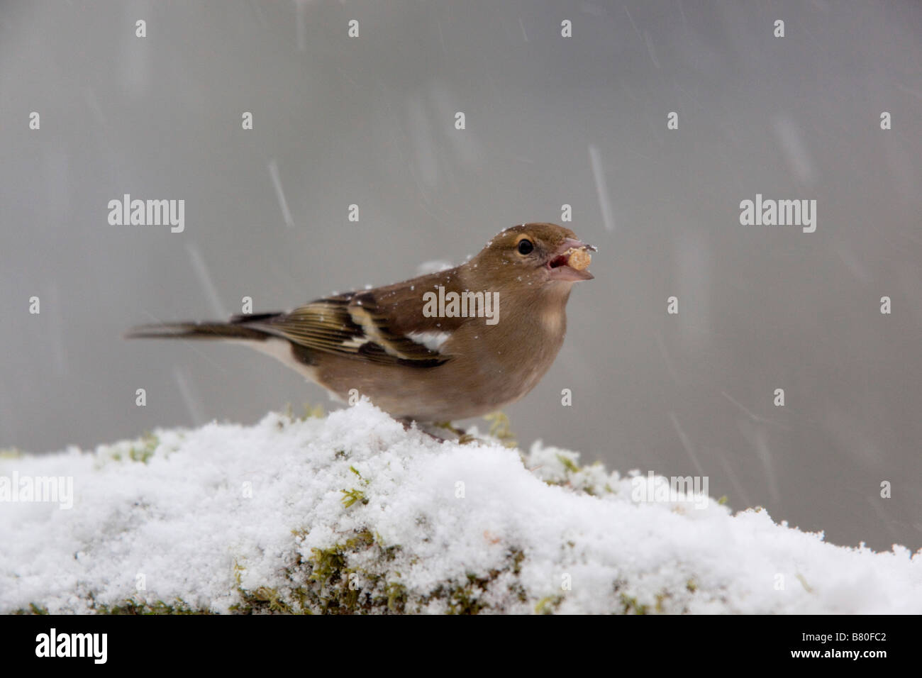 Fringuello Fringilla coelebs femminile nella neve Foto Stock