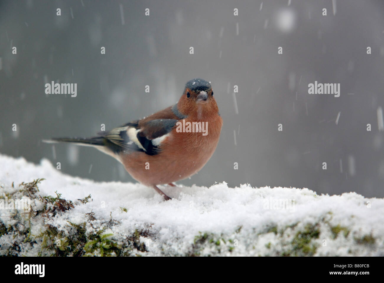 Fringuello Fringilla coelebs maschio nella neve Foto Stock