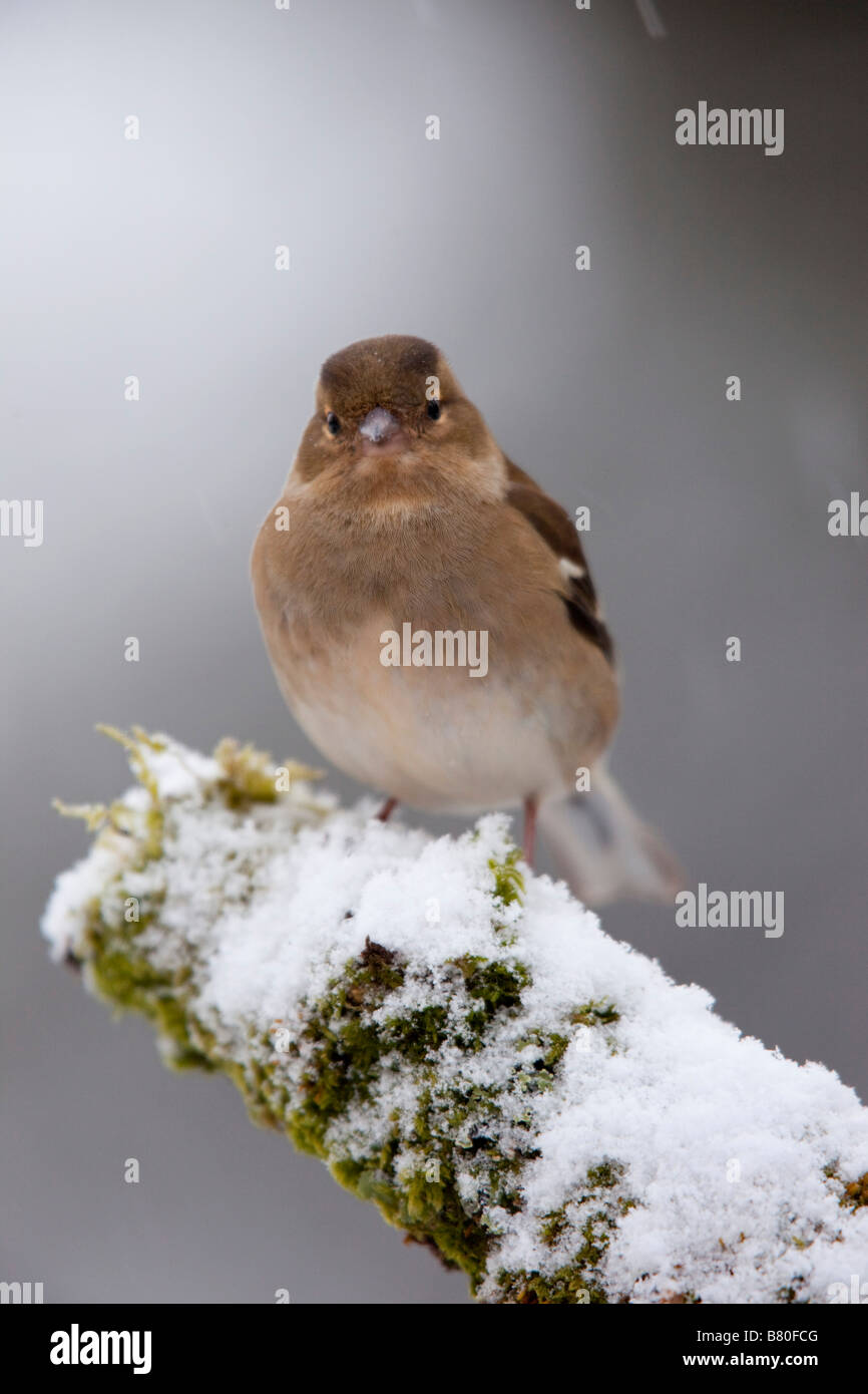 Fringuello Fringilla coelebs femminile nella neve Foto Stock