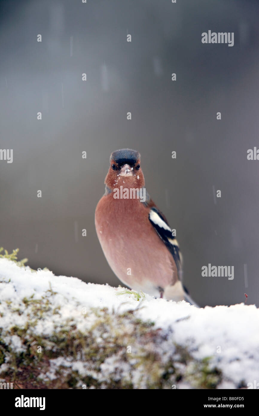 Fringuello Fringilla coelebs maschio nella neve Foto Stock