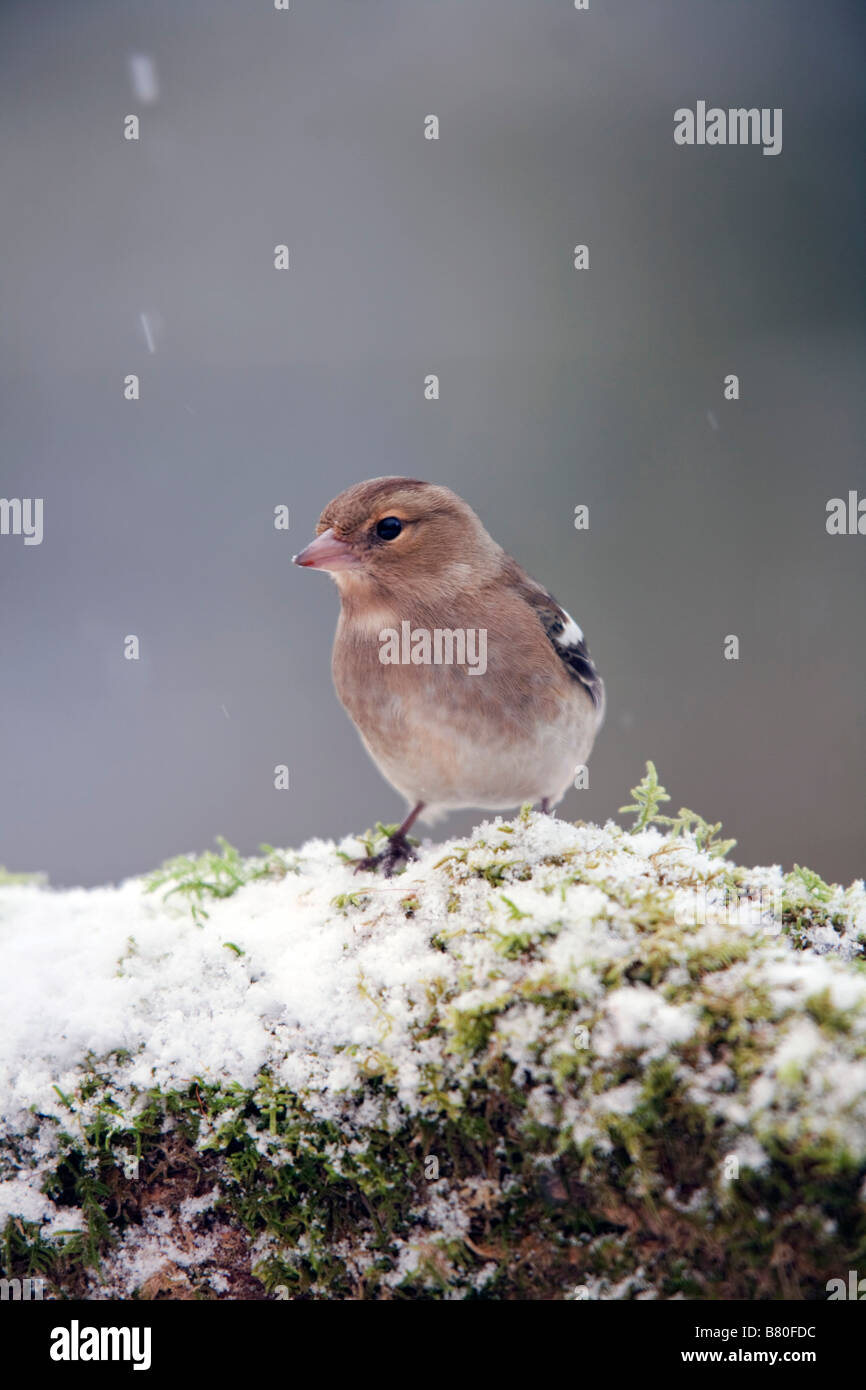 Fringuello Fringilla coelebs femminile nella neve Foto Stock