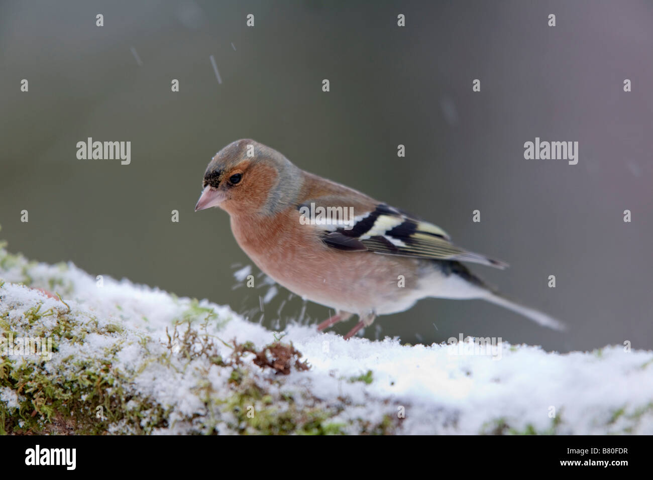 Fringuello Fringilla coelebs maschio nella neve Foto Stock