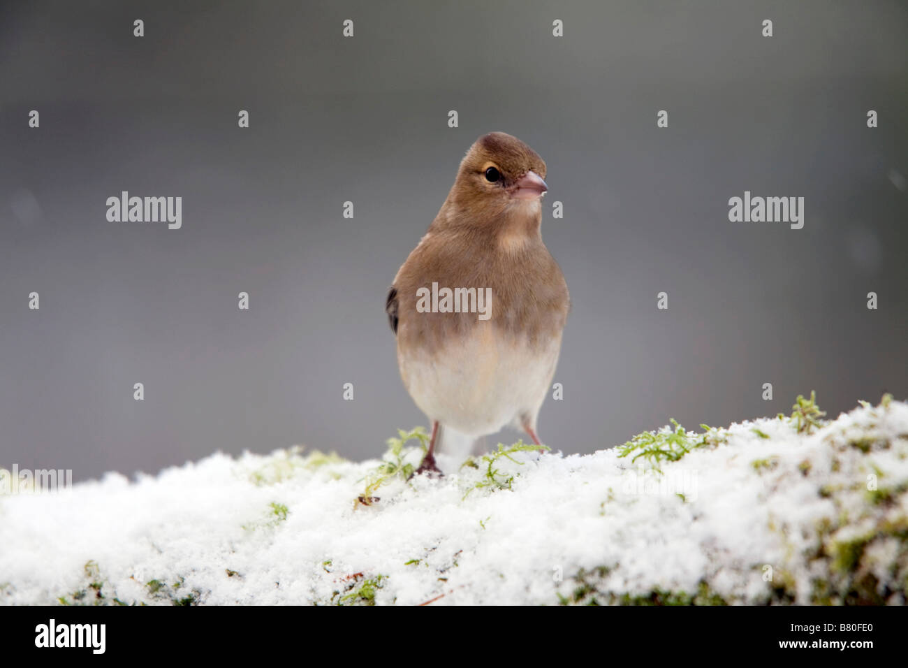 Fringuello Fringilla coelebs femminile nella neve Foto Stock