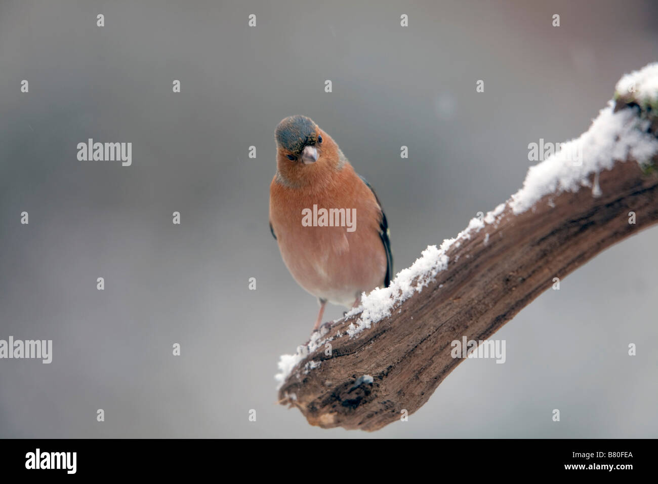 Fringuello Fringilla coelebs maschio nella neve Foto Stock
