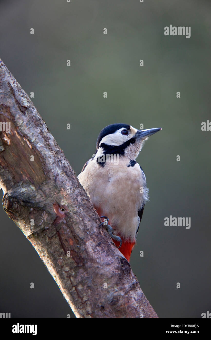 Picchio rosso maggiore Dendrocopos major Foto Stock
