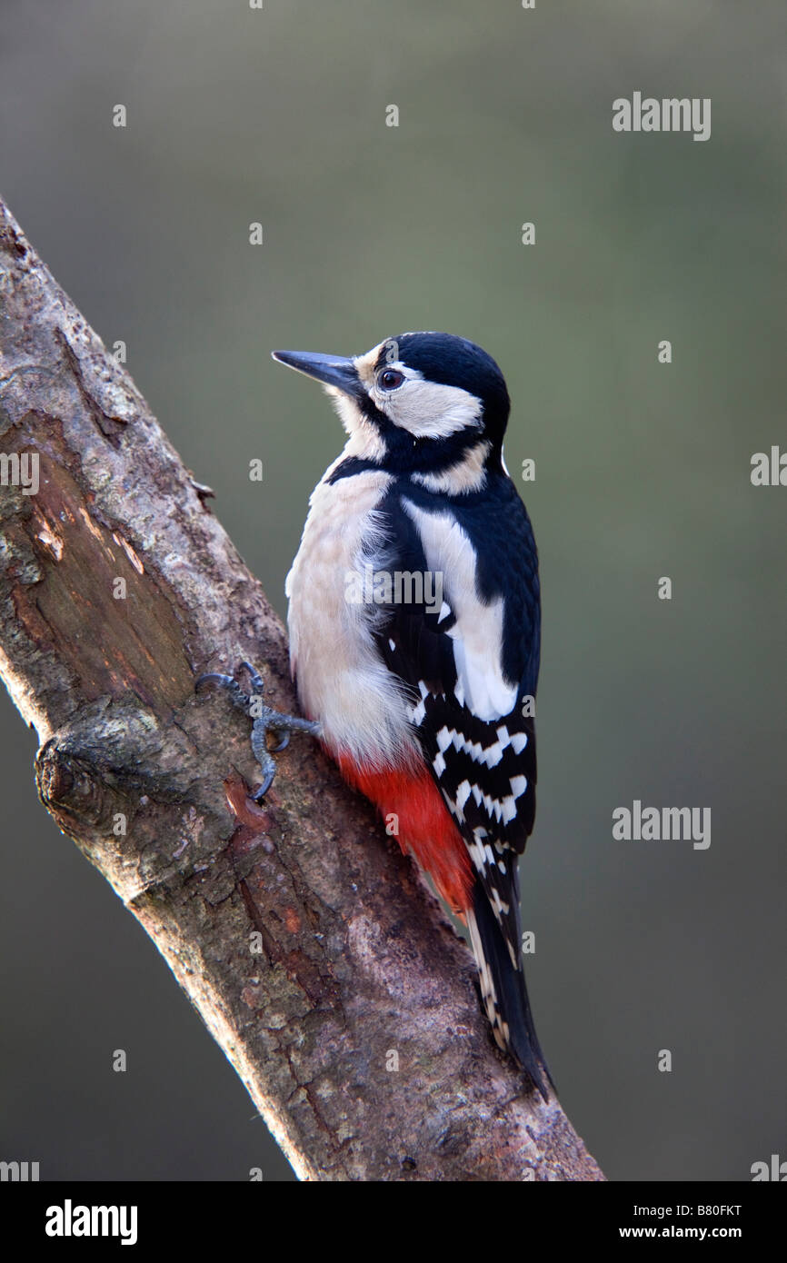 Picchio rosso maggiore Dendrocopos major Foto Stock