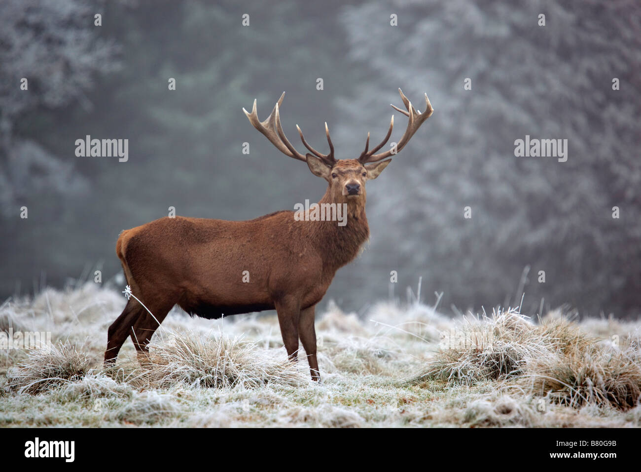 Red Deer Cervus elaphus stag in inverno Foto Stock