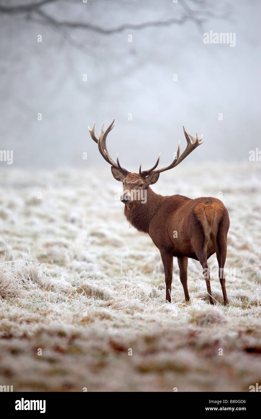 Red Deer Cervus elaphus stag in inverno Foto Stock