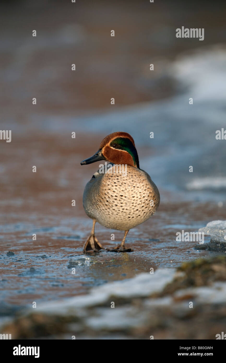 Alzavola Anas crecca maschio su ghiaccio Foto Stock