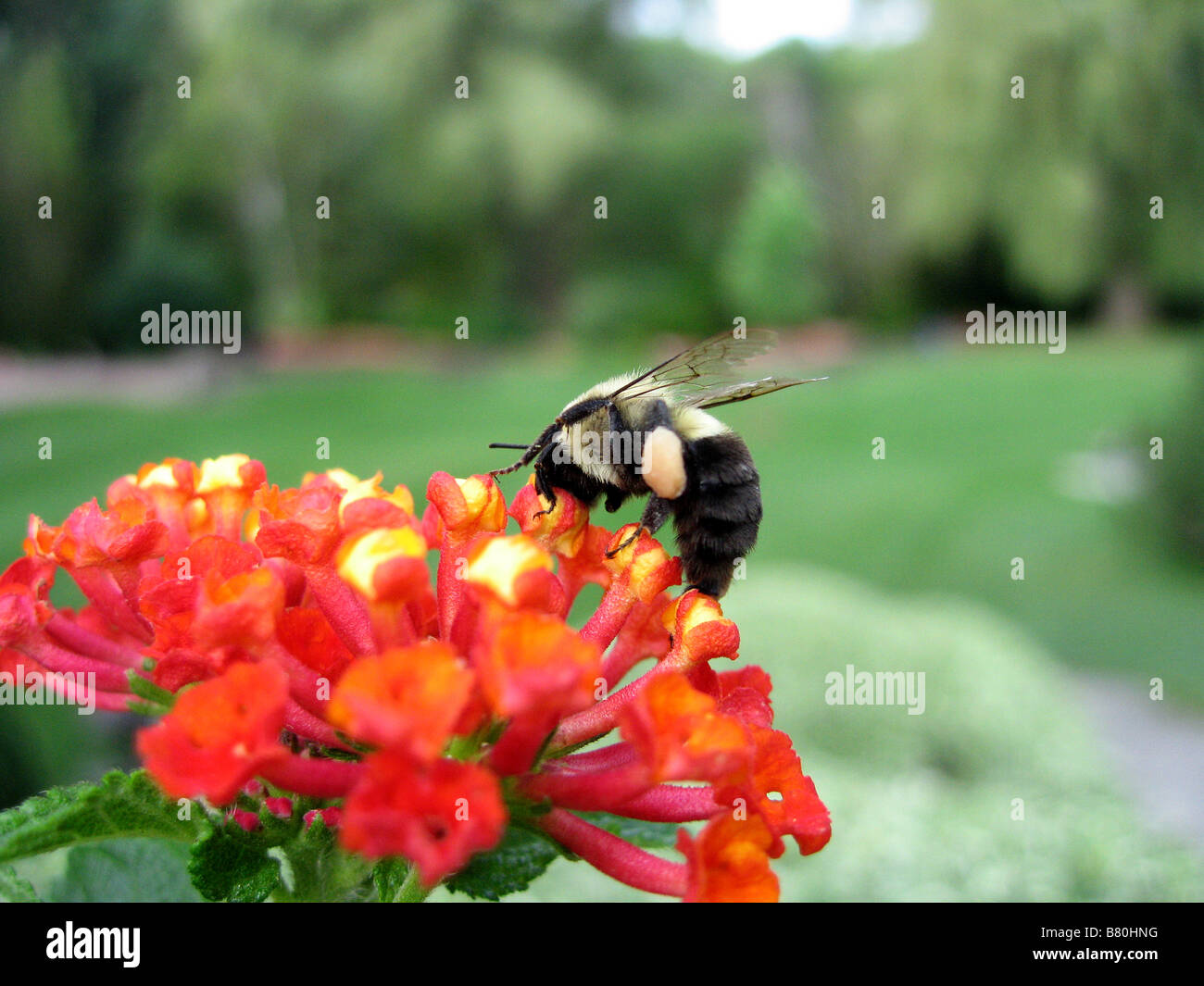 Un bumblebee alimentazione su un lantana in un giardino di Toronto Foto Stock