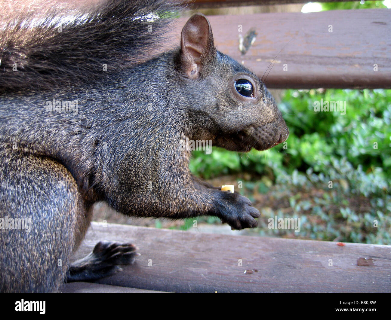 Un grigio nero scoiattolo sulla masticazione di arachidi in un parco di Toronto Foto Stock
