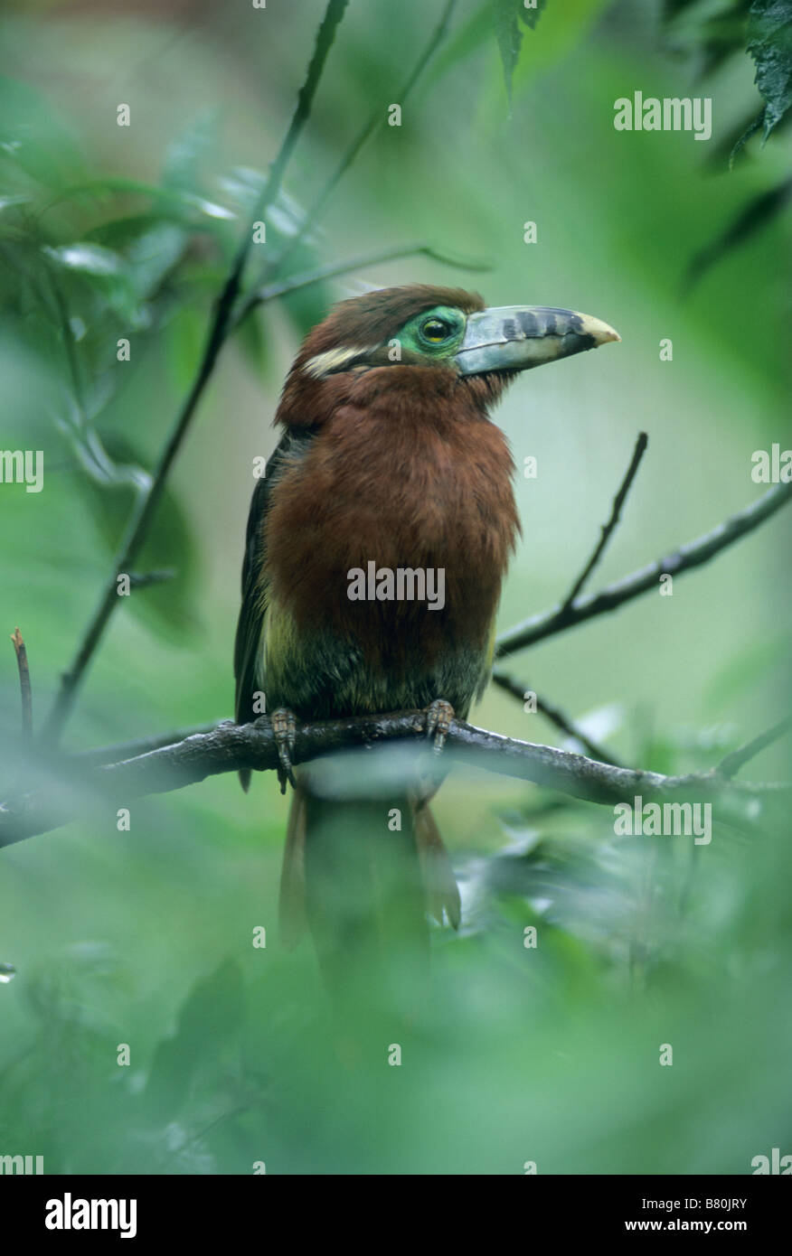 Toucanet Spot-Billed (Selenidera maculirostris) femmina, Itatiaia National Park, Foresta Atlantica, Brasile Foto Stock