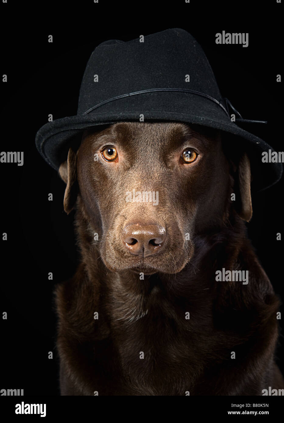 Bello il cioccolato Labrador in Black Hat Foto Stock