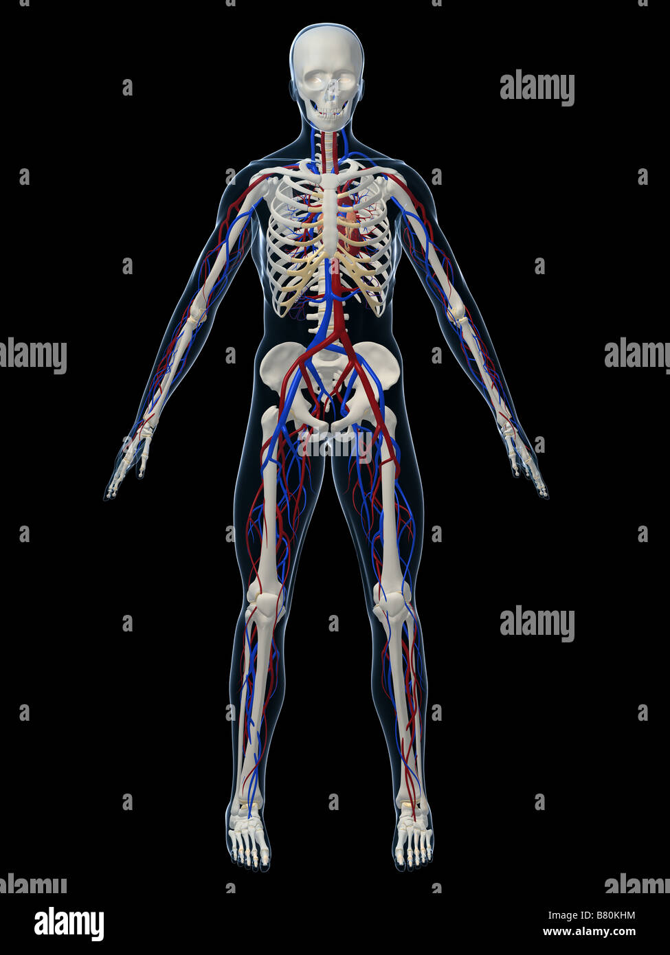 sistema vascolare Foto Stock