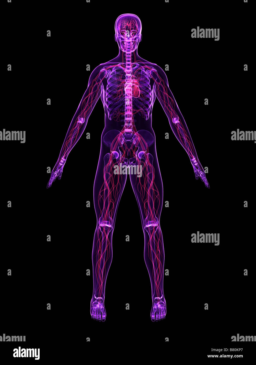 sistema vascolare Foto Stock