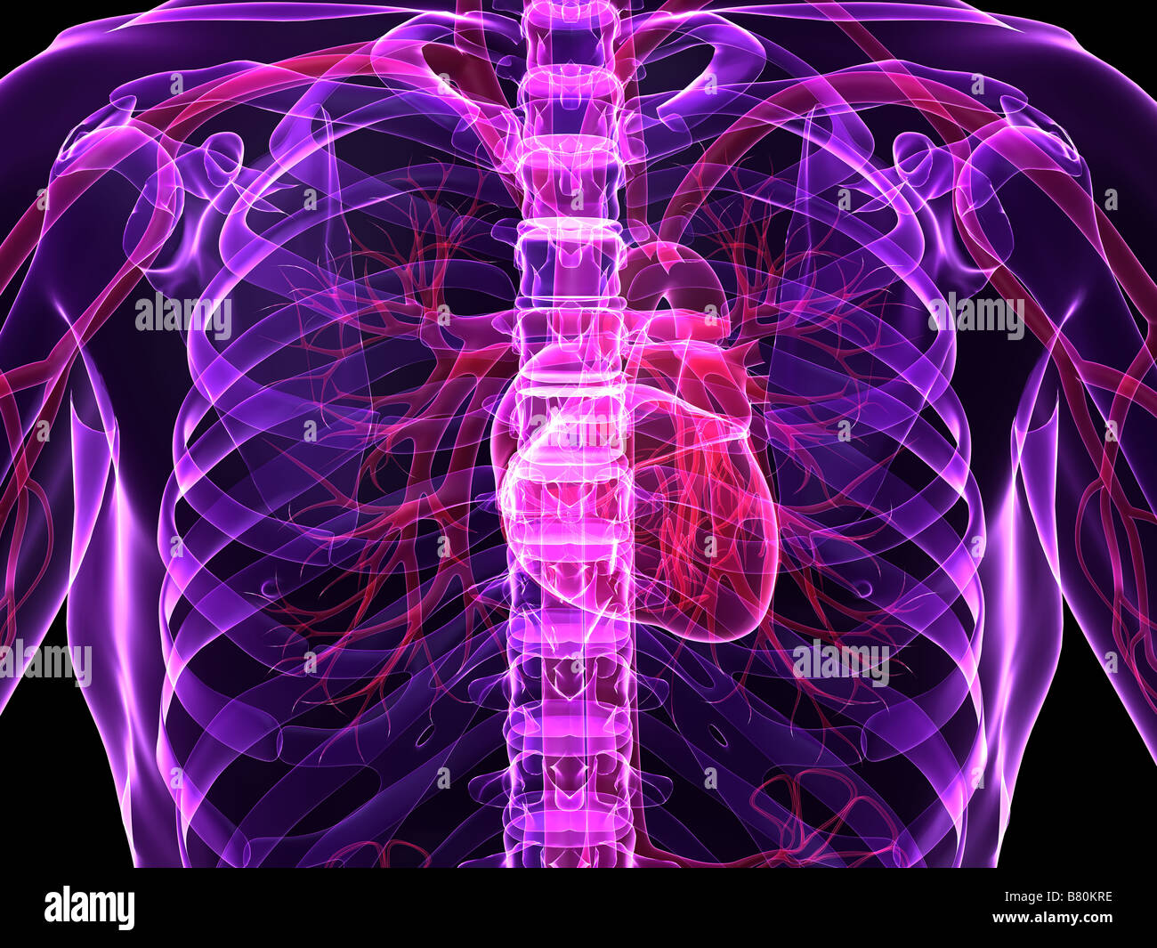 cuore umano Foto Stock