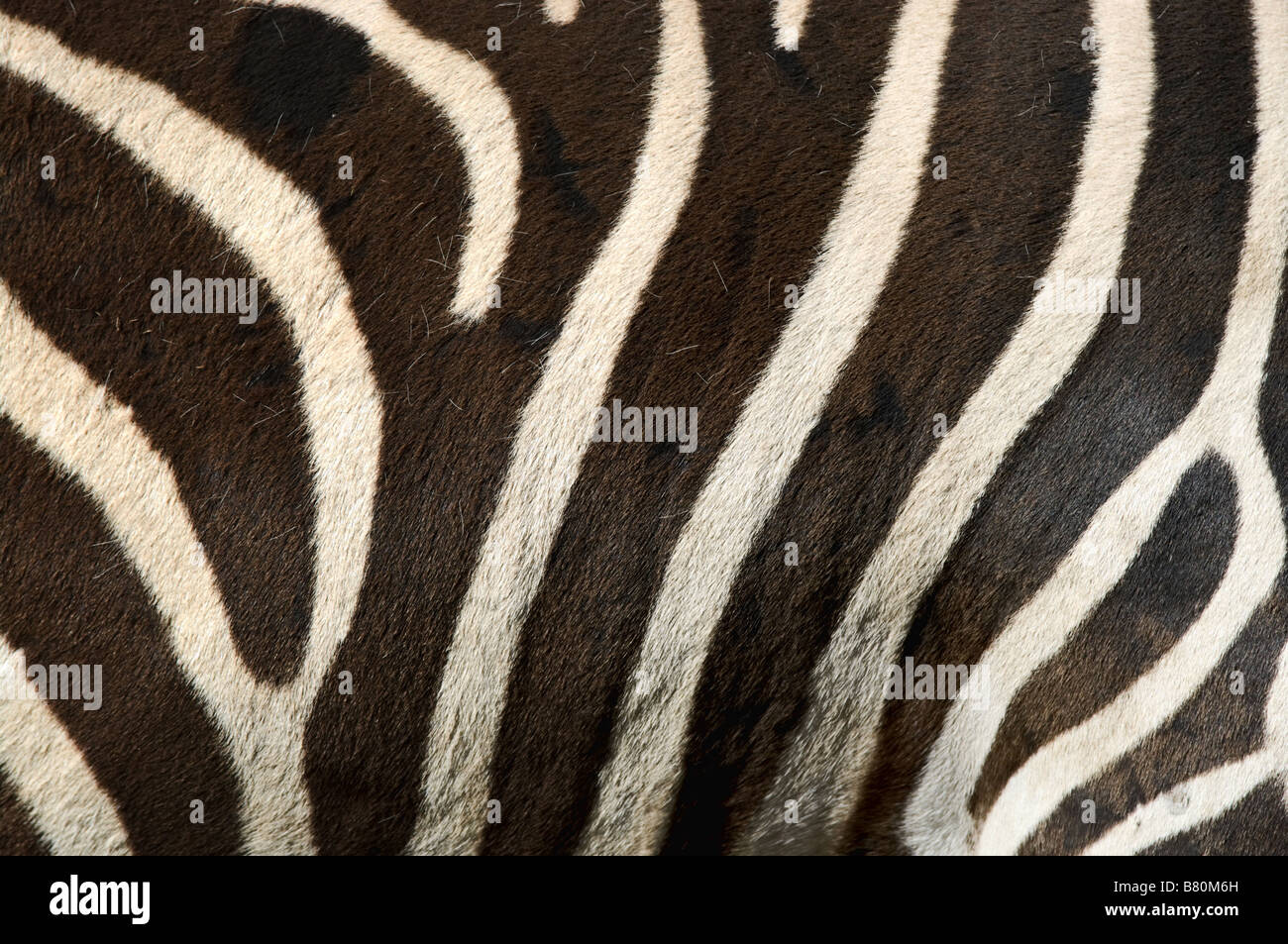 Il nero e il bianco delle strisce di una zebra Foto Stock