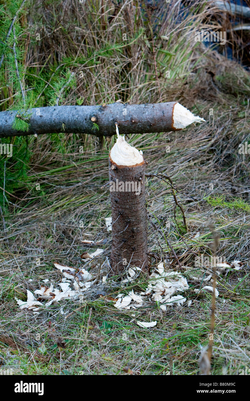 Un albero abbattuto da un castoro nelle zone rurali del Vermont il 7 ottobre 2008 Foto Stock