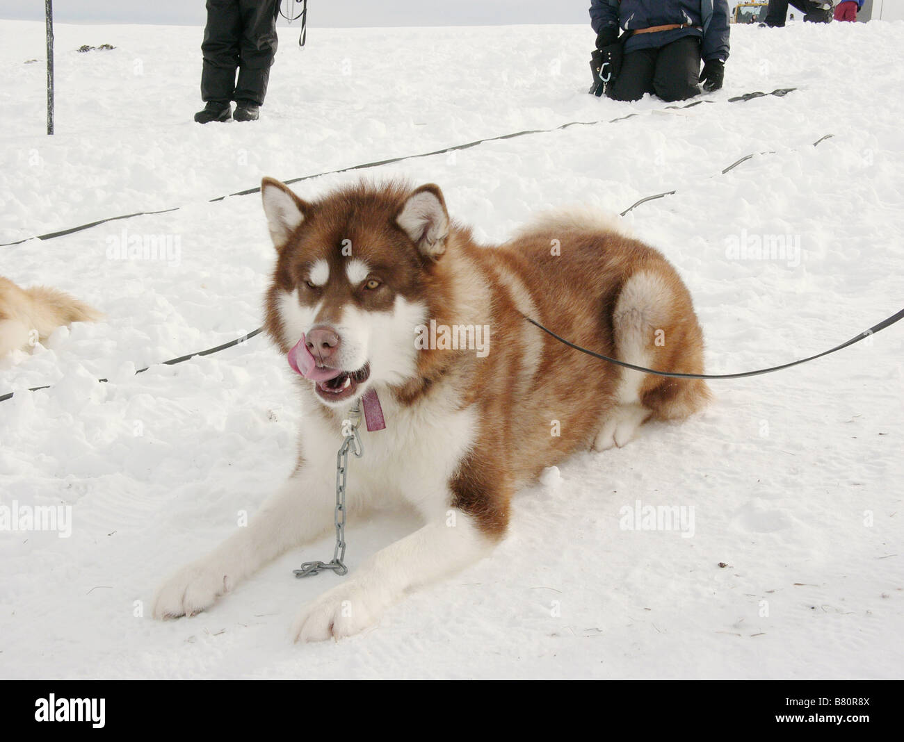 Antartica, prisonniers du Froid - tournage otto sotto Anno: 2006 USA Buck Regia: Frank Marshall Foto Stock