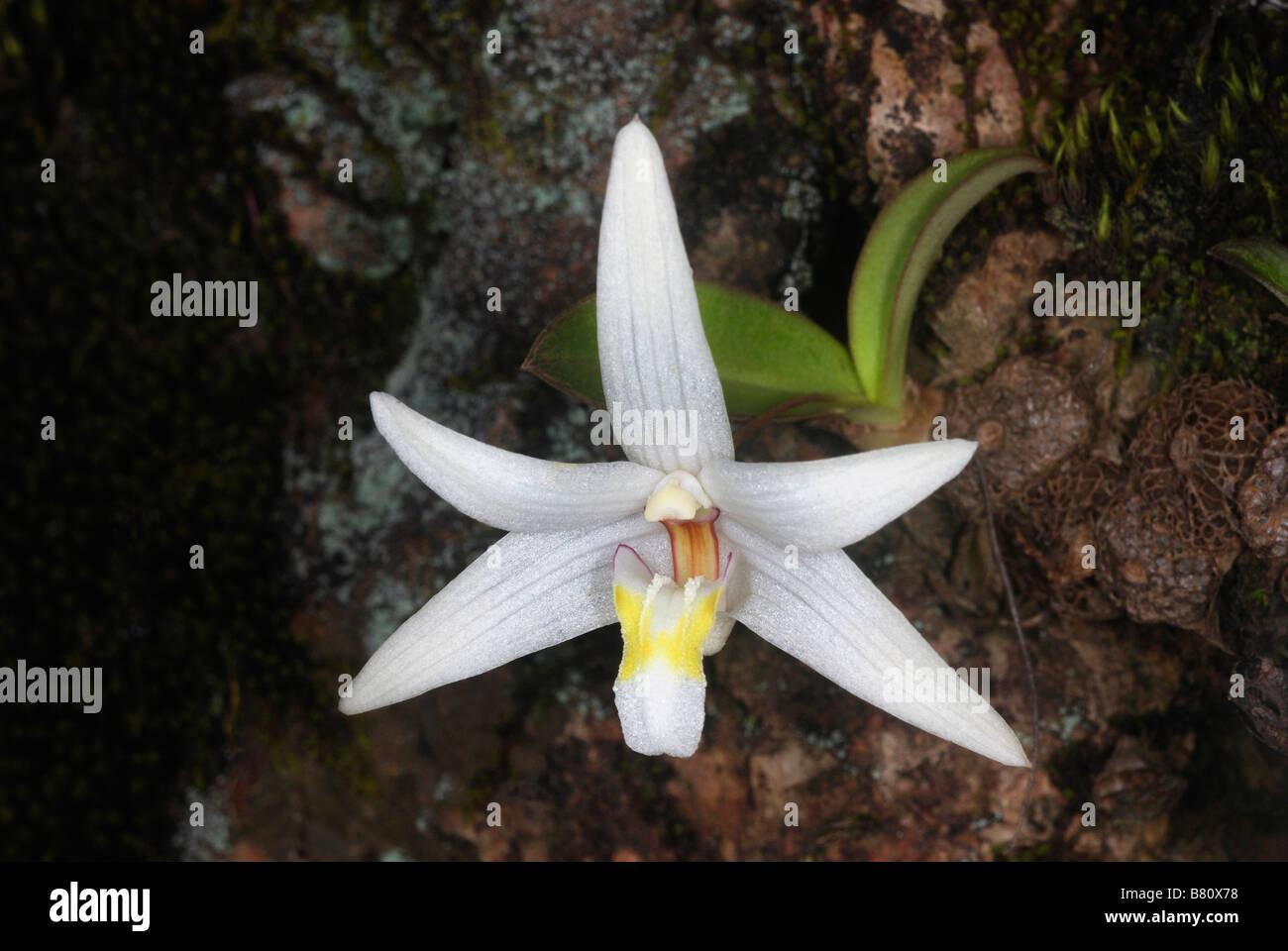 Fiore di un epiphytic / lithophytic orchid Eria reticosa Foto Stock
