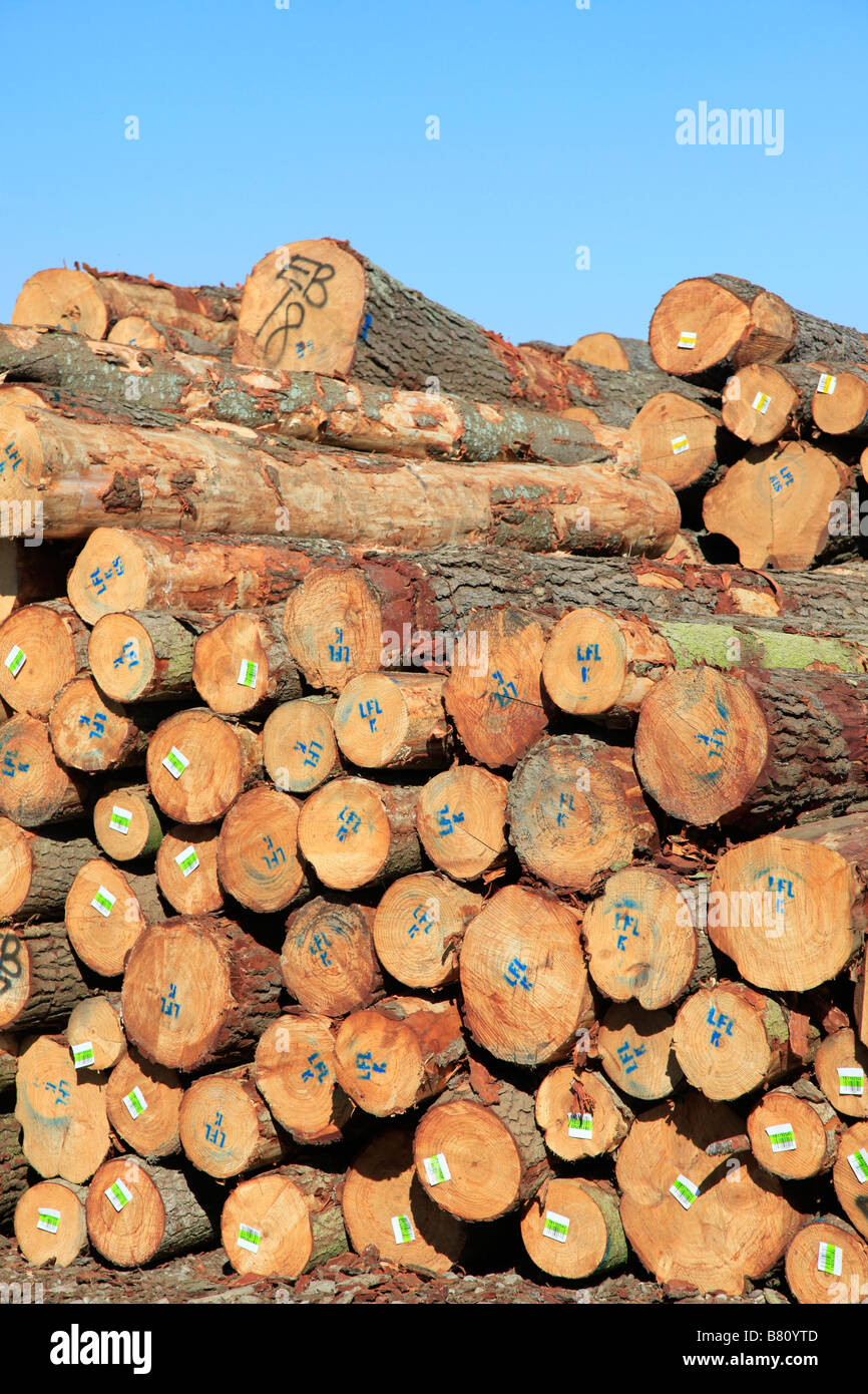 Scorte di pino di Monterey logs ( Pinus radiata ) per l'esportazione di legname,primo porto,Timaru,Canterbury,Isola del Sud,New Zealan Foto Stock