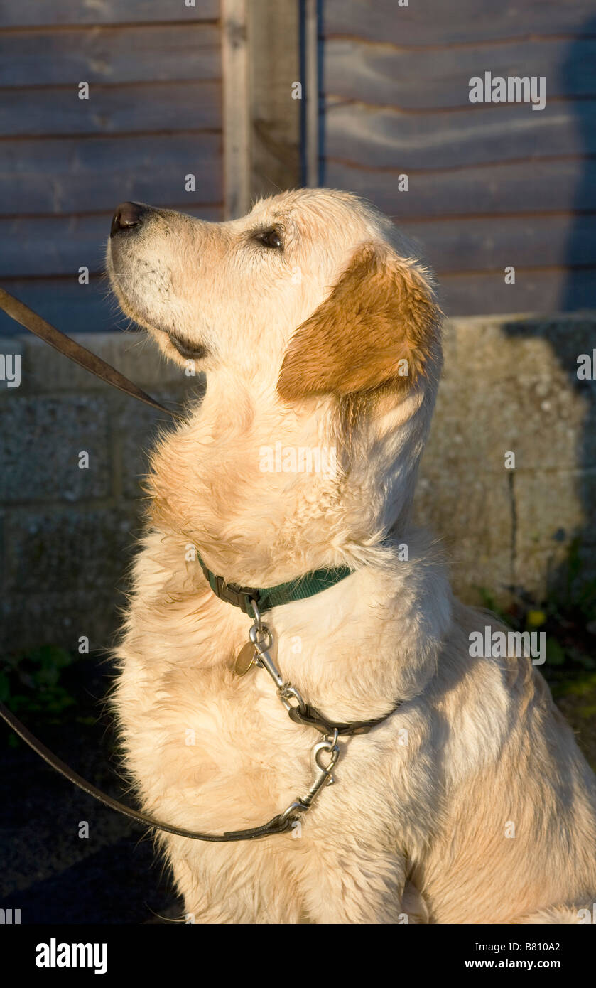 Xylo, 9 mese-vecchio golden retriever pup indossando un piombo e il collare, siede docilmente dal recinto sul marciapiede in basso sunshine Foto Stock