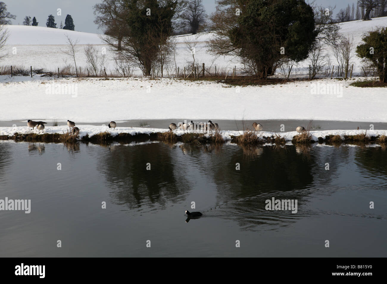Un paesaggio foto di un canale bloccato con alcune Oche del Canada allineati sul bordo del canale e una gallina di più al centro del Foto Stock
