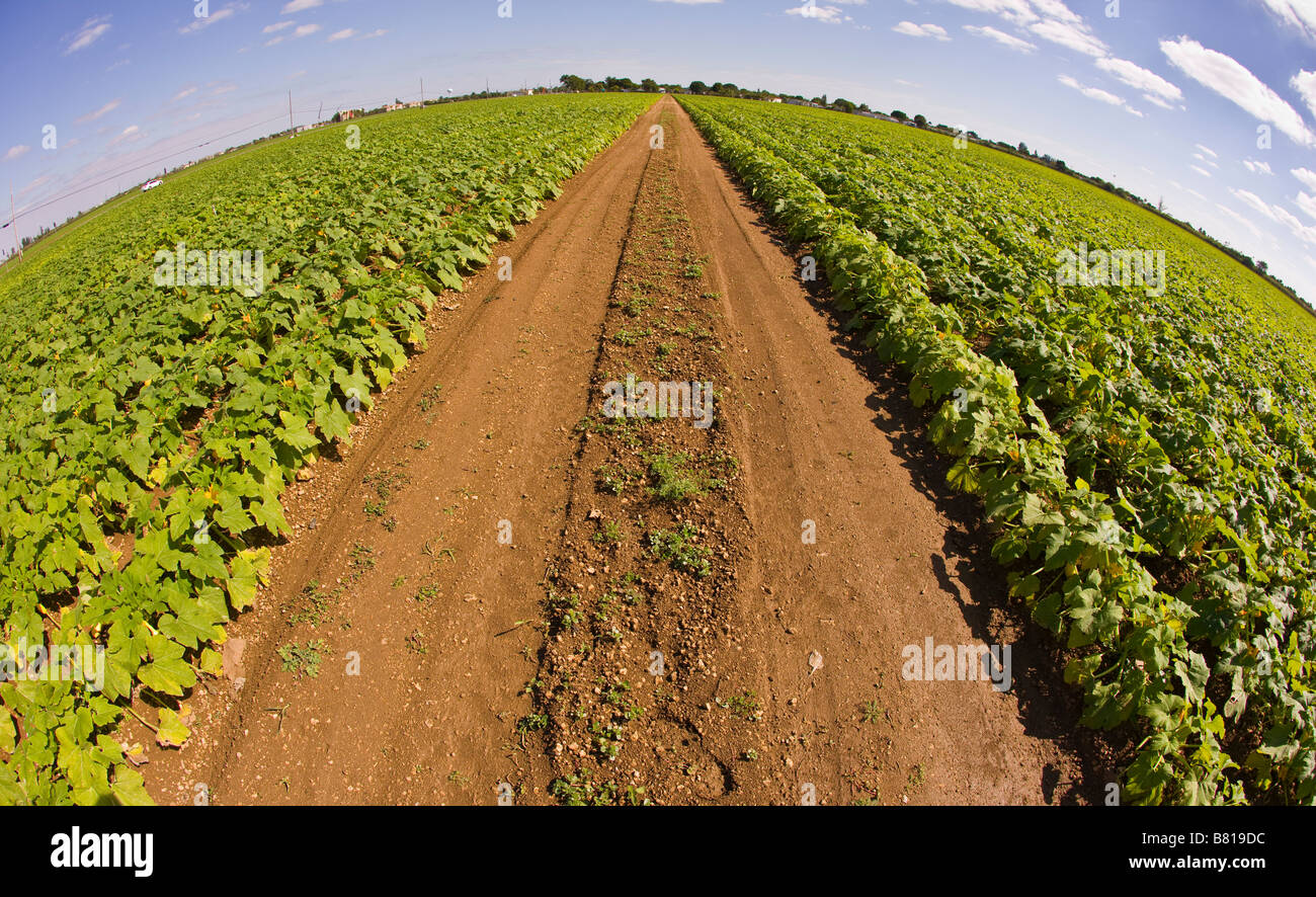 HOMESTEAD, Florida USA - strada sterrata in agriturismo con raccolto nel campo Foto Stock