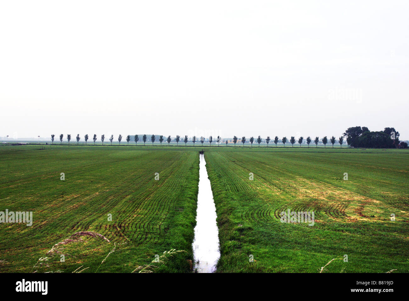 Un campo piano con erba e alberi all'orizzonte nei Paesi Bassi Foto Stock