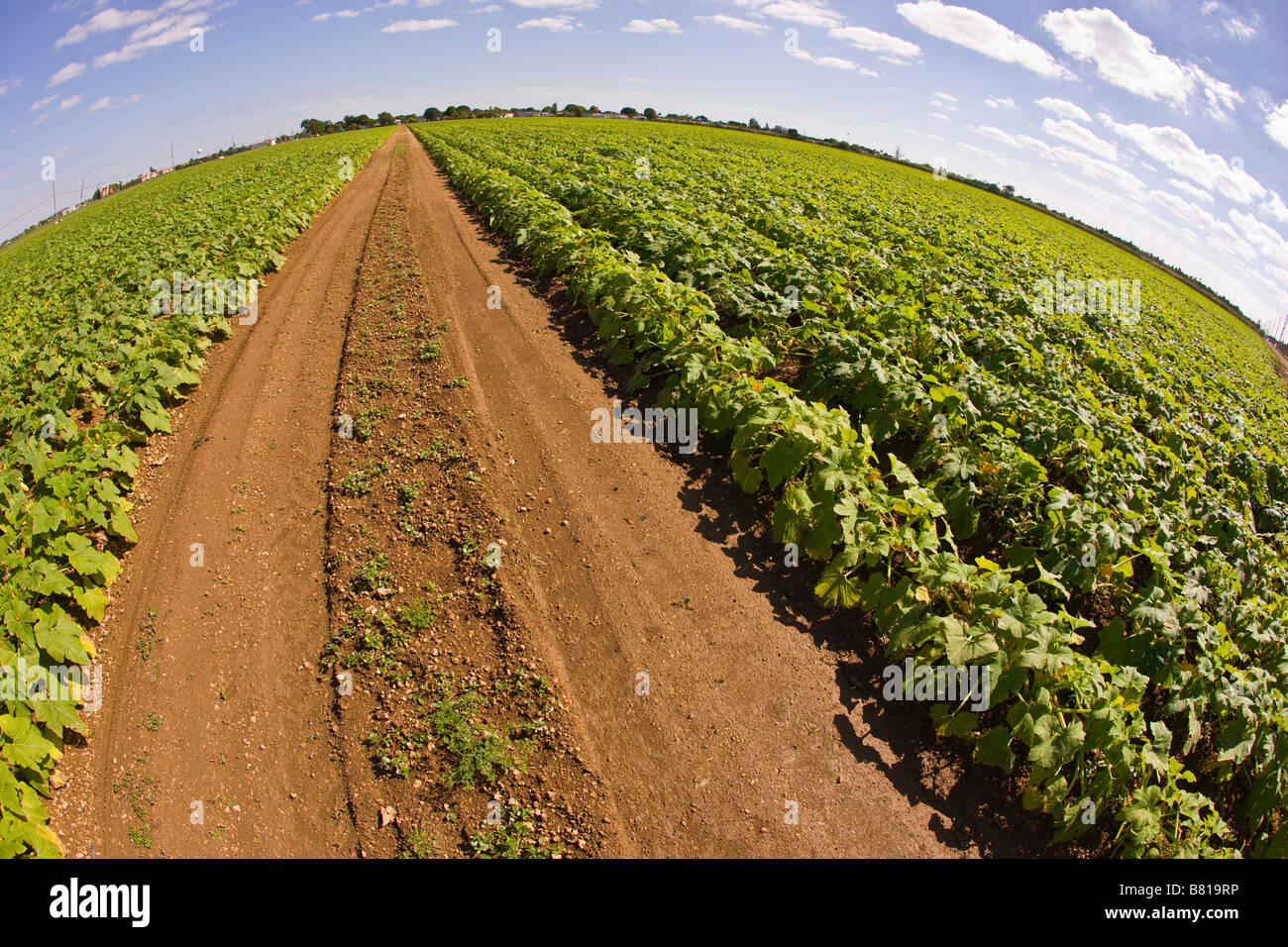 HOMESTEAD, Florida USA - strada sterrata in agriturismo con raccolto nel campo Foto Stock