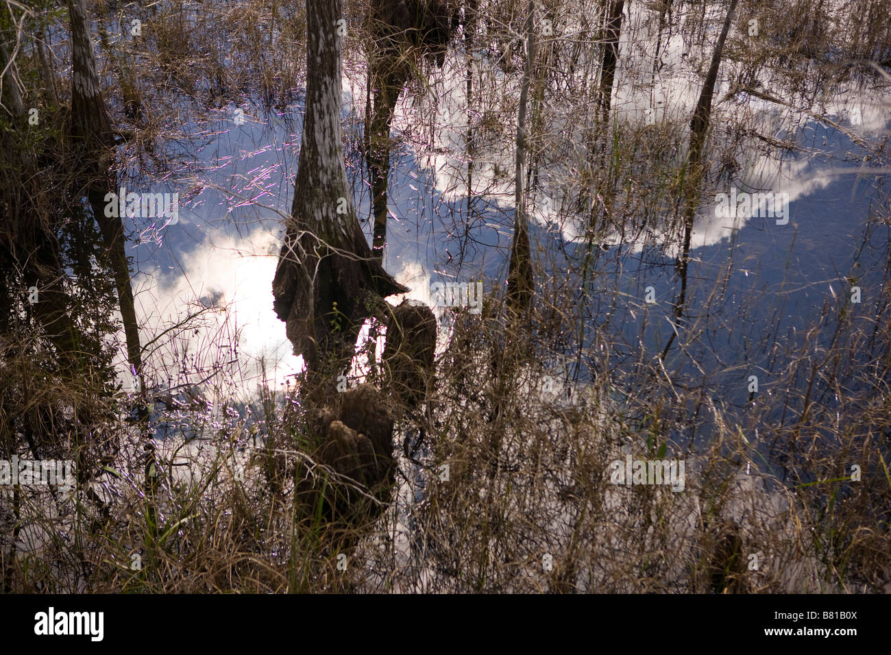 EVERGLADES, Florida USA - cipressi e di erba in acqua, sulla pa-hay-okee Trail, nel Parco nazionale delle Everglades. Foto Stock