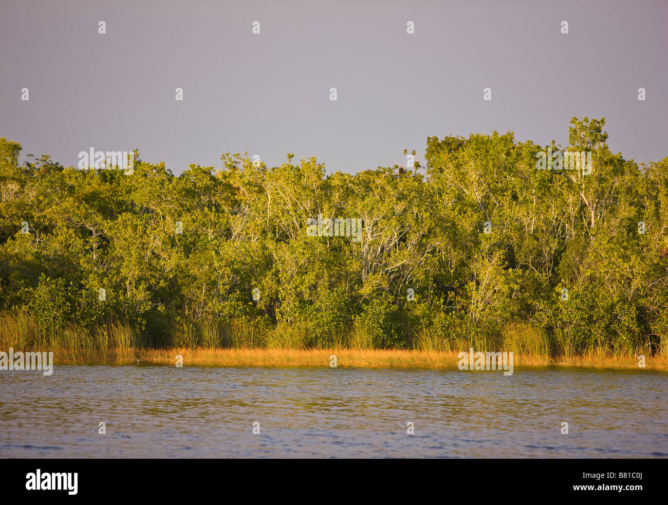 EVERGLADES DELLA FLORIDA - USA nove miglia di stagno in Everglades National Park Foto Stock