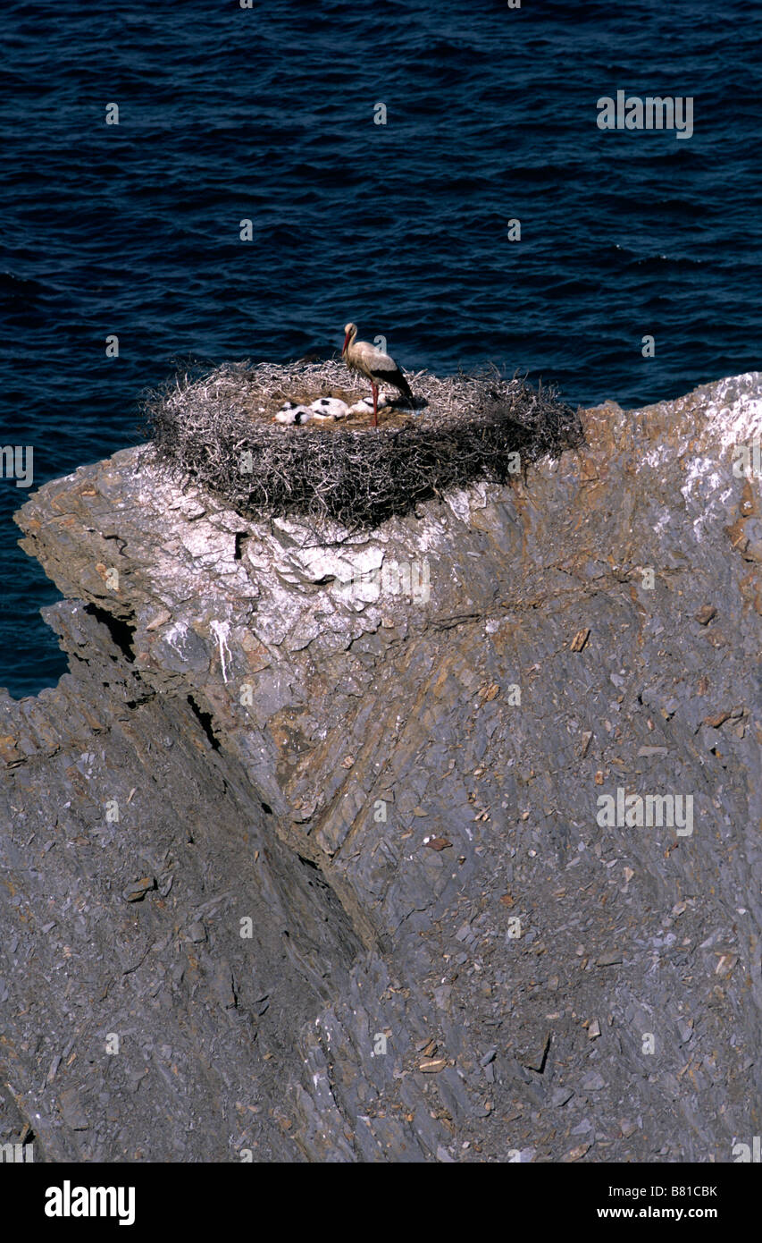 Un sistema unico europeo di cicogna bianca sta di guardia su una rupe enorme-top nest sito contenente tre pulcini nel sud del Portogallo Foto Stock