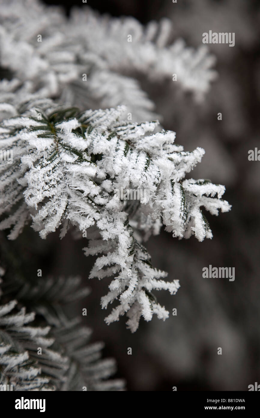 I cristalli di brina su aghi di pino inverno Foto Stock