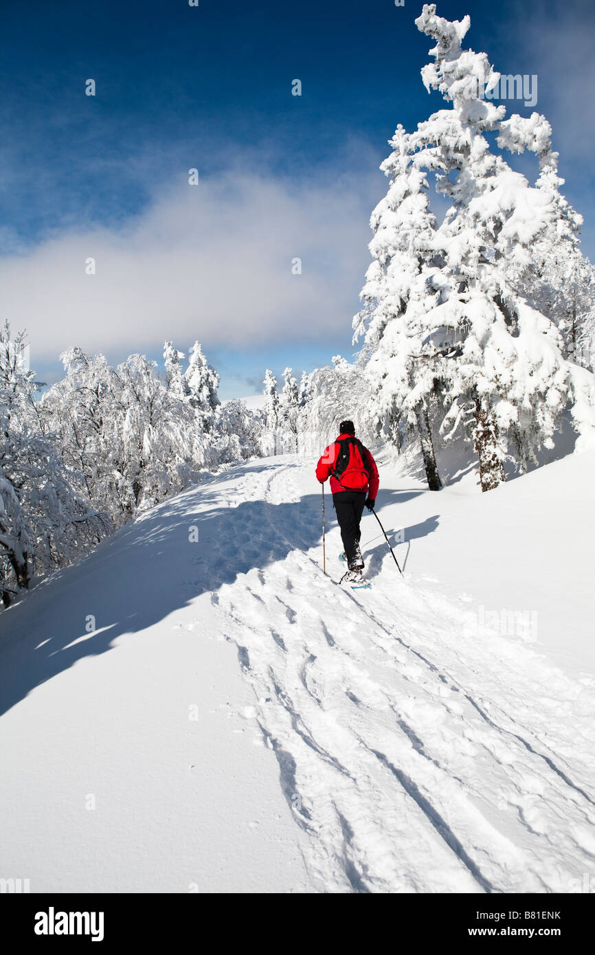Un escursionista con racchette da neve nel quadro di un blu cielo soleggiato nel bosco seguendo un sentiero innevato Foto Stock