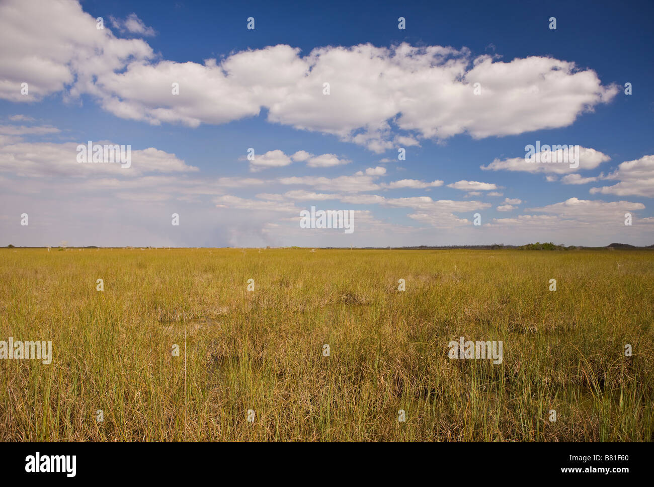 EVERGLADES, Florida USA - Sawgrass su PA-hay-okee Trail, in Everglades National Park Foto Stock