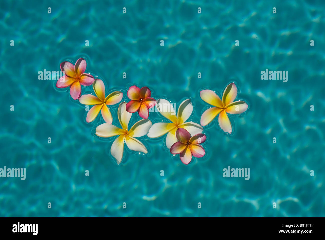 Il Frangipani galleggiante sulla piscina Foto Stock