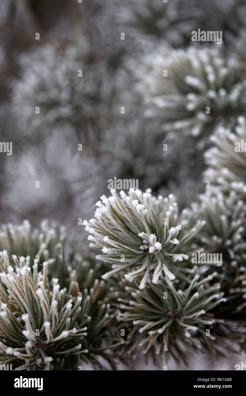 I cristalli di brina su aghi di pino inverno Foto Stock