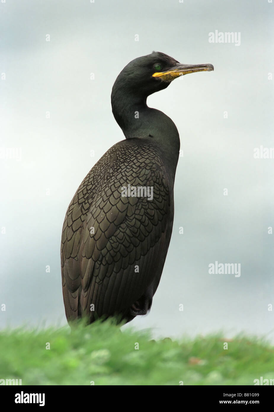 Ritratto di cormorani sul litorale di isola di Scozia Foto Stock