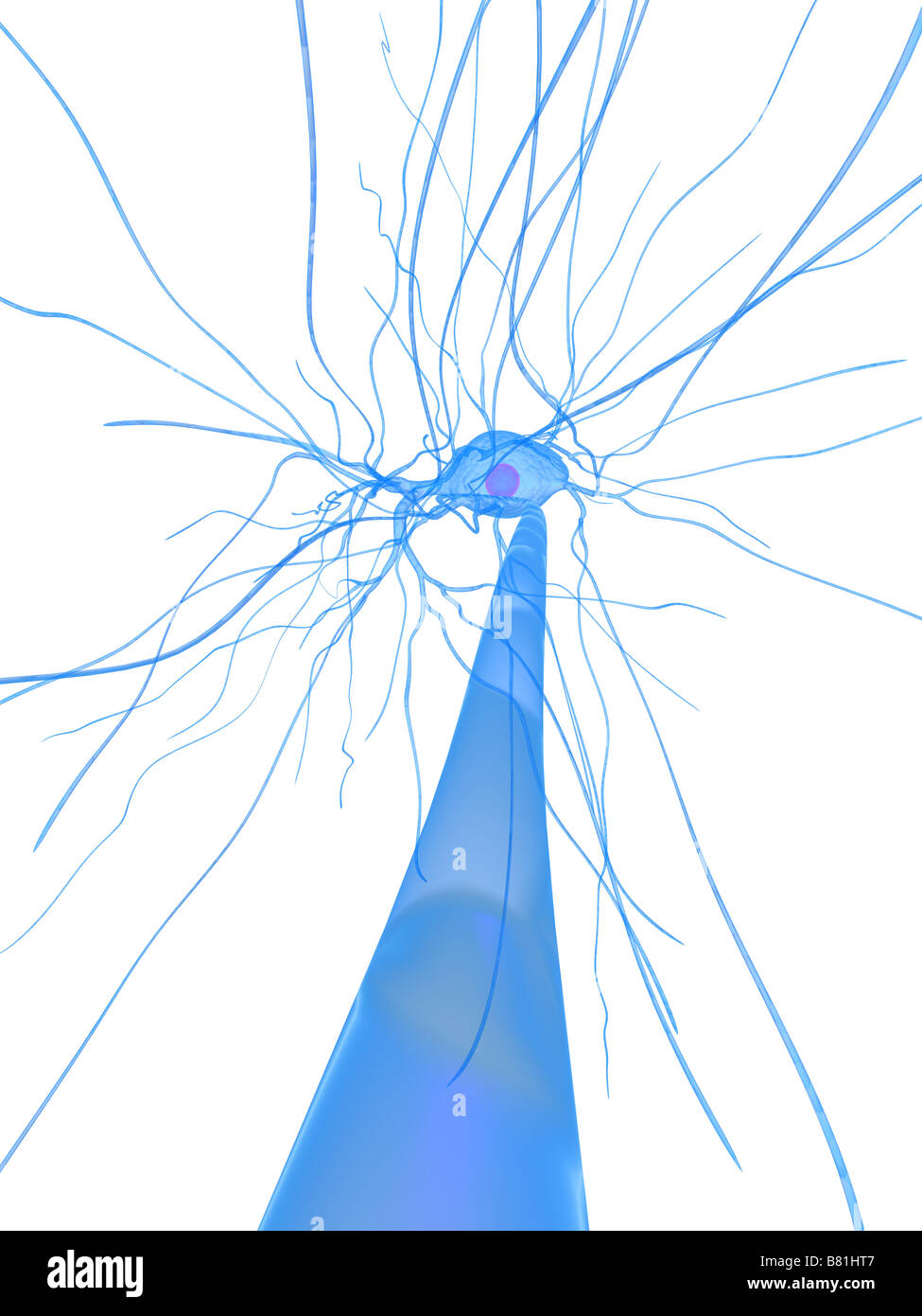 delle cellule nervose Foto Stock
